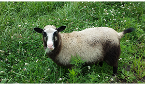 Spinning Sheep Fiber Farm logo 